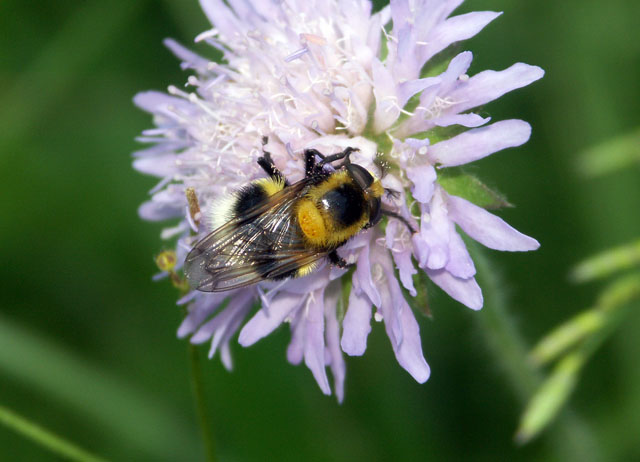 Volucella bombylans - Copyright Hugues Mouret